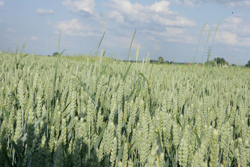 zbiory pszenicy, produkcja pszenicy, ceny pszenicy