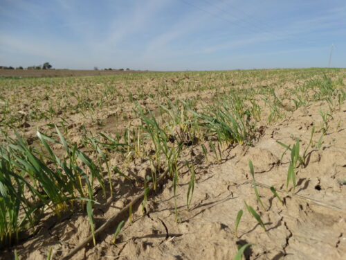 stan ozimin, zasiewy jesienne, siew ozimin