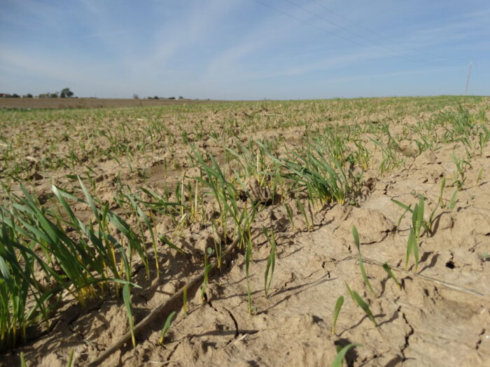 stan ozimin, zasiewy jesienne, siew ozimin