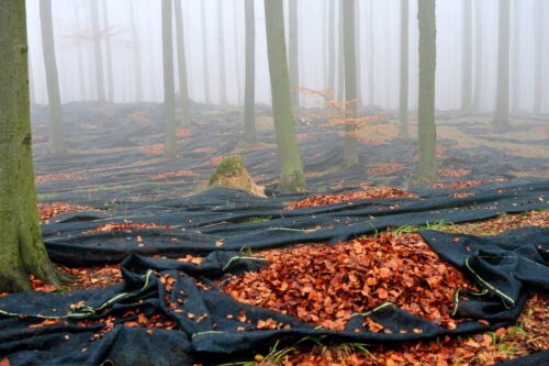 ustawa o udostępnianiu informacji o środowisku, Prawo ochrony środowiska, nadleśnictwa