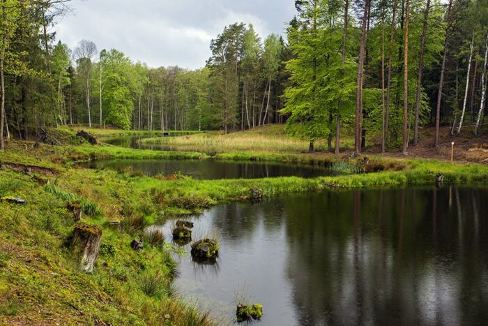 las, Lasy Państwowe, zagrożenia, zmiany klimatyczne, środowisko