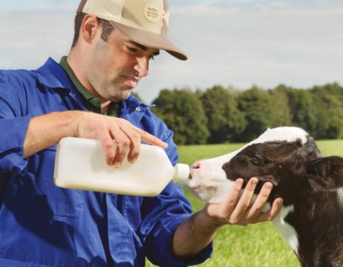 cielęta, biegunka, trouw nutrition, bydło mleczne