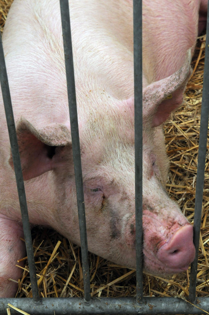 prawo, przepisy, GMO, pasze dla zwierząt, projekt noweli o paszach, żywność