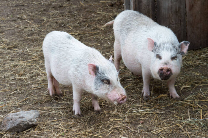 trzoda chlewna, świenie, podaż na rynku, ceny wieprzowiny