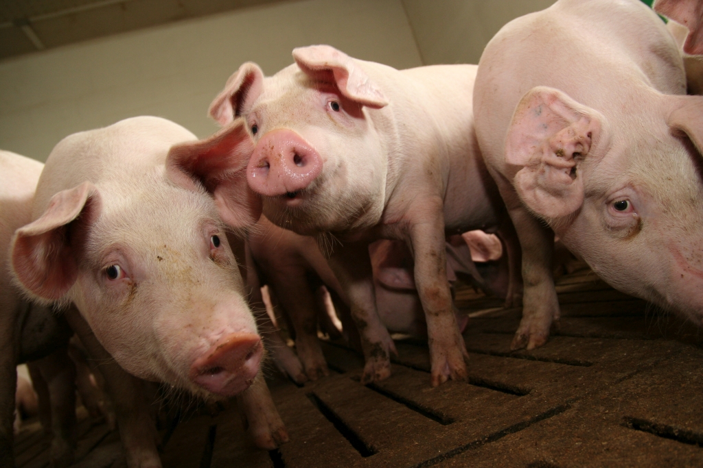 trzoda chlewna, świenie, podaż na rynku, ceny wieprzowiny