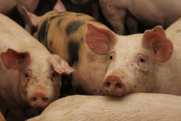 towary rolno-spożywcze, eksport towarów rolno-spożywczych, wieprzowina, mięso, zboża,