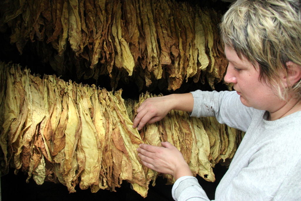 Arysta LifeScience, choroby, białko, grzyby, Alternaria tenuissima, Atailing, warzywa, tytoń