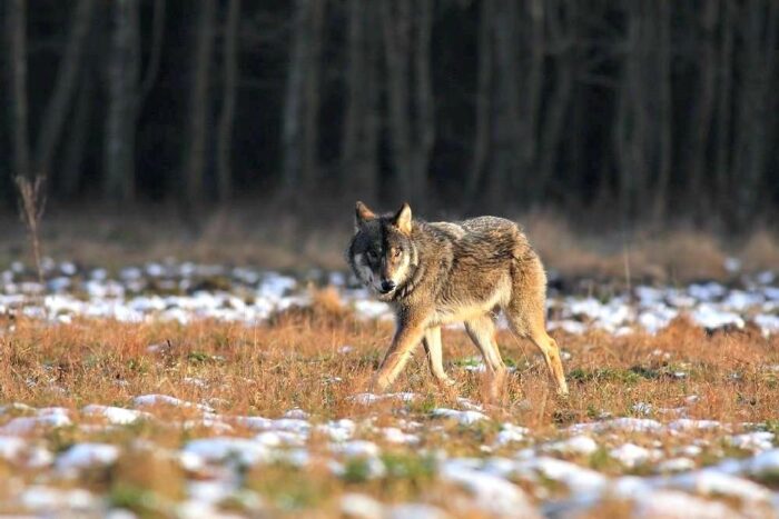 wilki, zagryzienia owiec, działanie siły wyższej