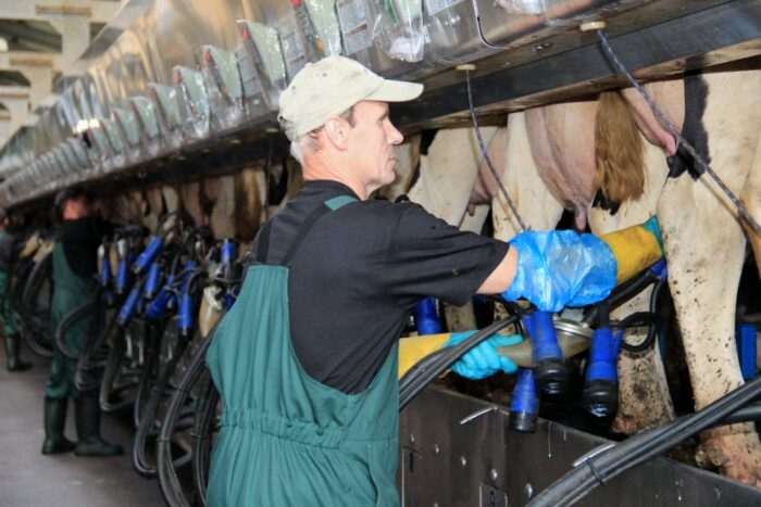 produkcja mleka w UE, wzrost skupu mleka