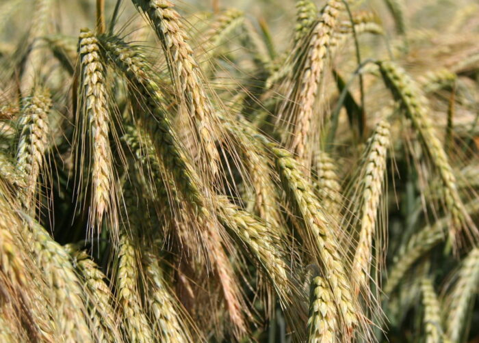 zboże, materiał siewny, opłata