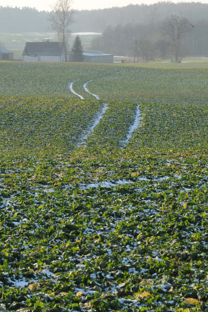 zima, pogoda, stan upraw