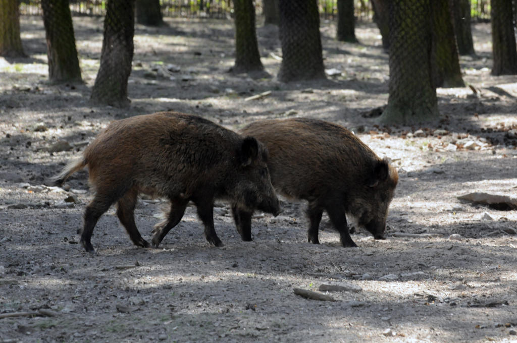 asf dziki, afrykański pomór świń, ukraina