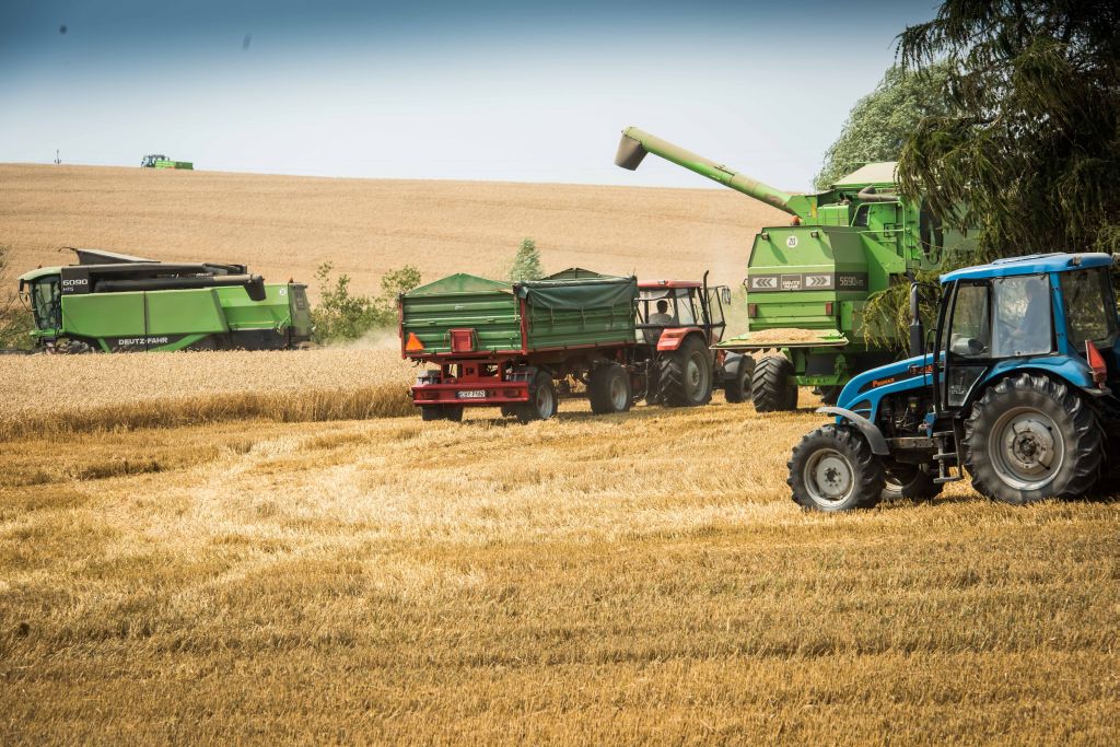 copa-cogeca, unijna produkcja zbożowa, zbiory pszenicy