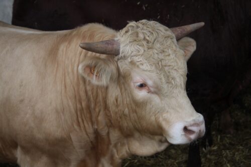 żywiec wołowy, ceny skupu, bydło mięsne, wołowina