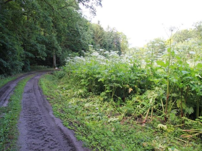 ustawa o gatunkach inwazyjnych, rośliny, zwierzęta, grzyby, ekosystem