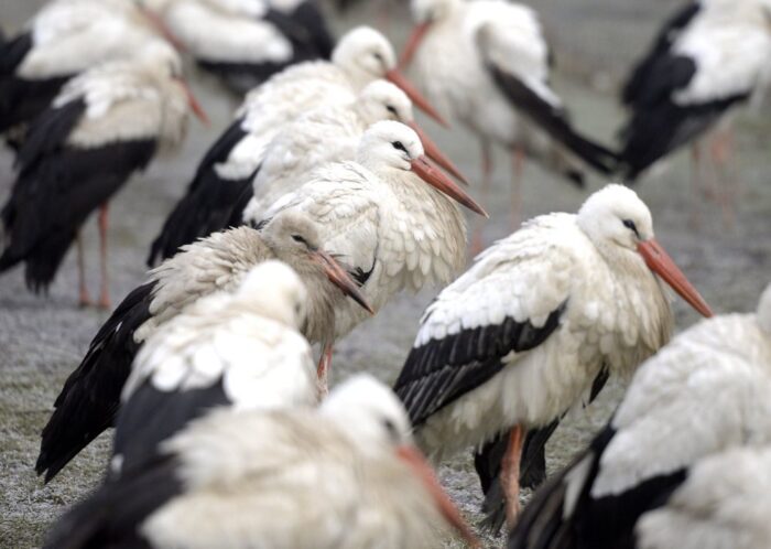 Ośrodek Rehabilitacji Zwierząt Chronionych w Przemyślu, Radosław Fedaczyński, opieka nad bocianami