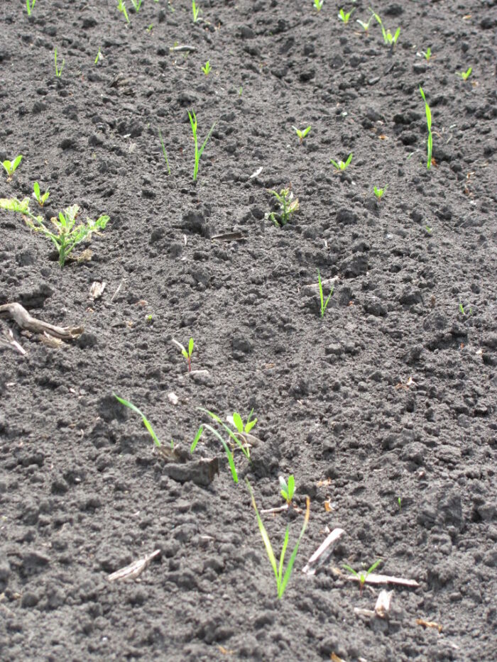 burak cukrowy, chwasty jednoliścienne, herbicydy