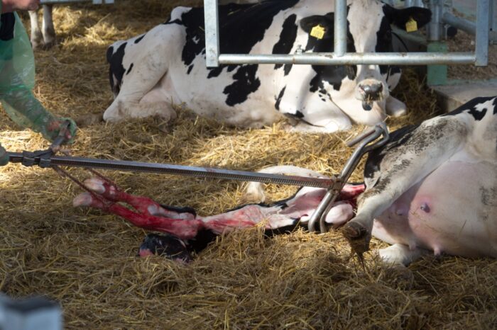 cielęta SB, cielęta martwo urodzone, krowy mleczne, cielęta