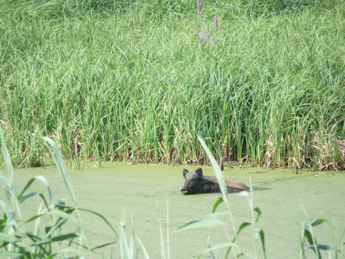 dziki, asf, podlasie