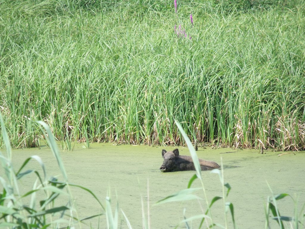 dziki, asf, podlasie