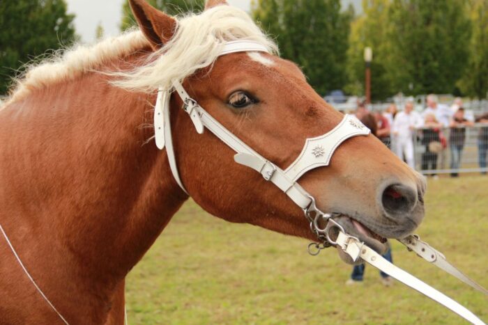 eksport koniny do Japonii, mięso końskie