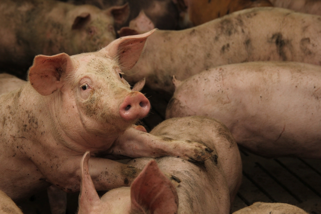 tuczniki, Hiszpania, eksport, Chiny, żywiec