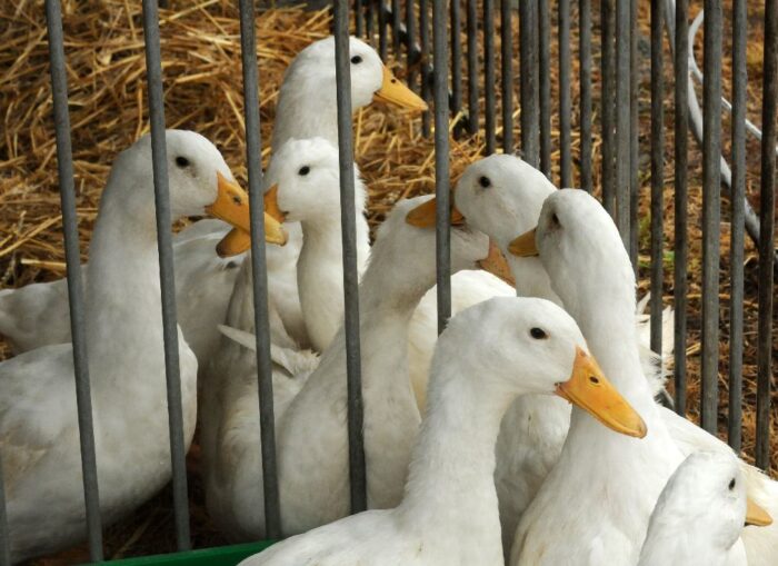 Mięso kaczek cieszy się coraz mniejszym powodzeniem