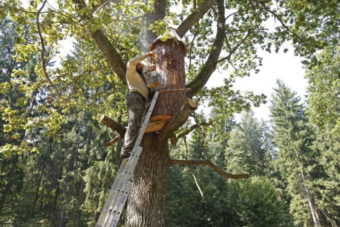 Projekt Tradycyjne bartnictwo ratunkiem dzikich pszczół w lasach, kłody bartne, Puszcza Augustowska