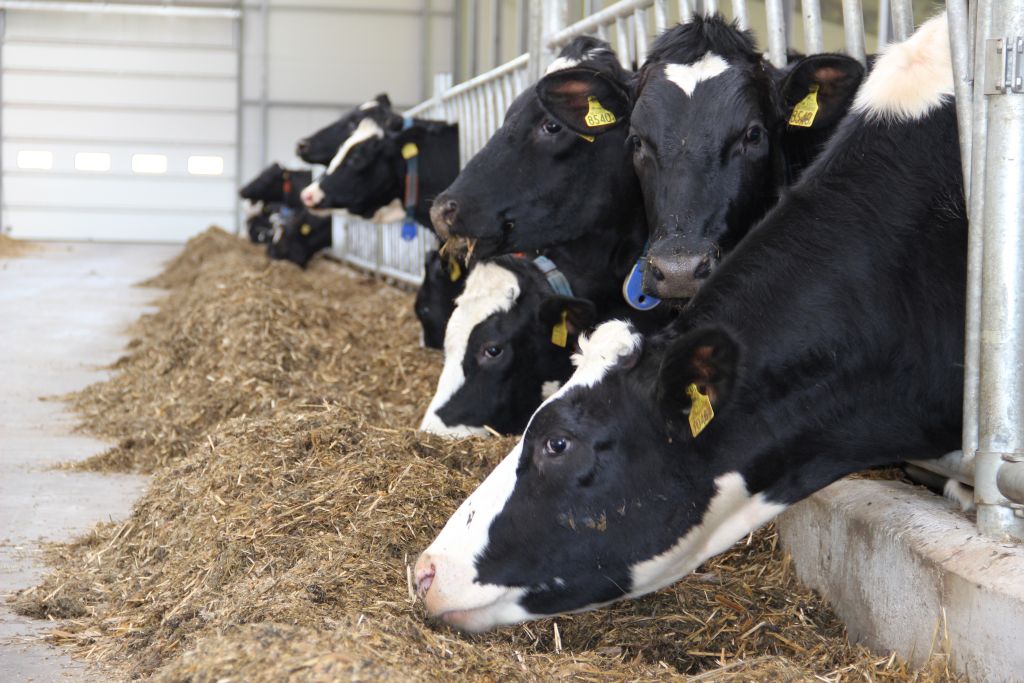 pasze objętościowe, żywienie krów, tmr
