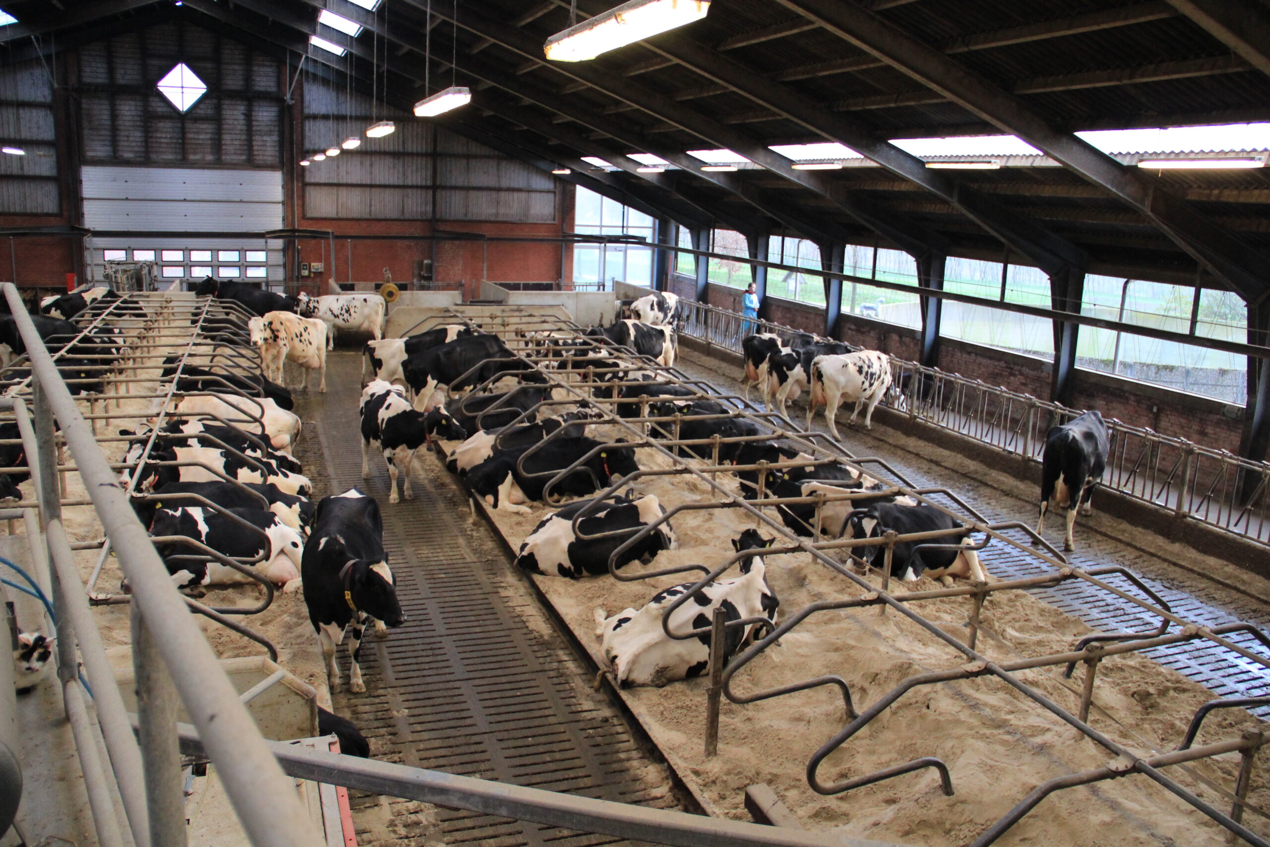 legowiska dla krów, boksy legowiskowe, dobrostan