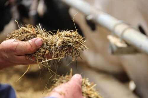 mikotoksyny sprzężone, maskowane, bydło mleczne, żywienie