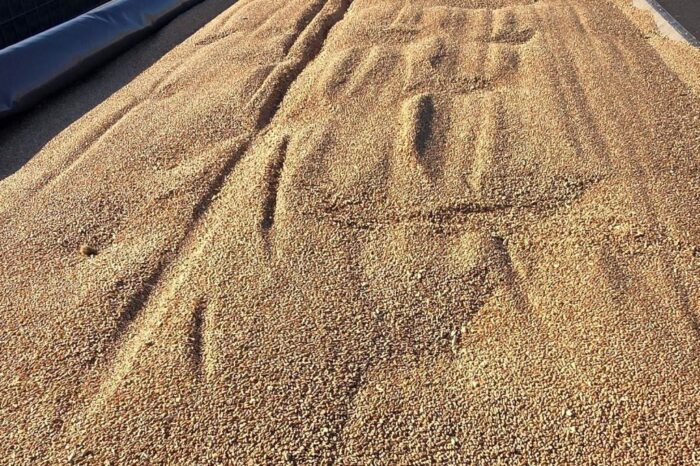 resort rolnictwa, zboże, żniwa, zbiory zbóż