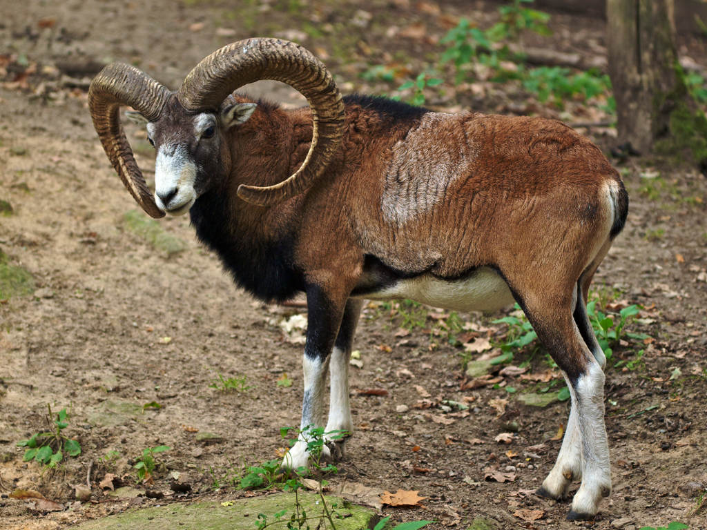 muflon, szkody łowieckie