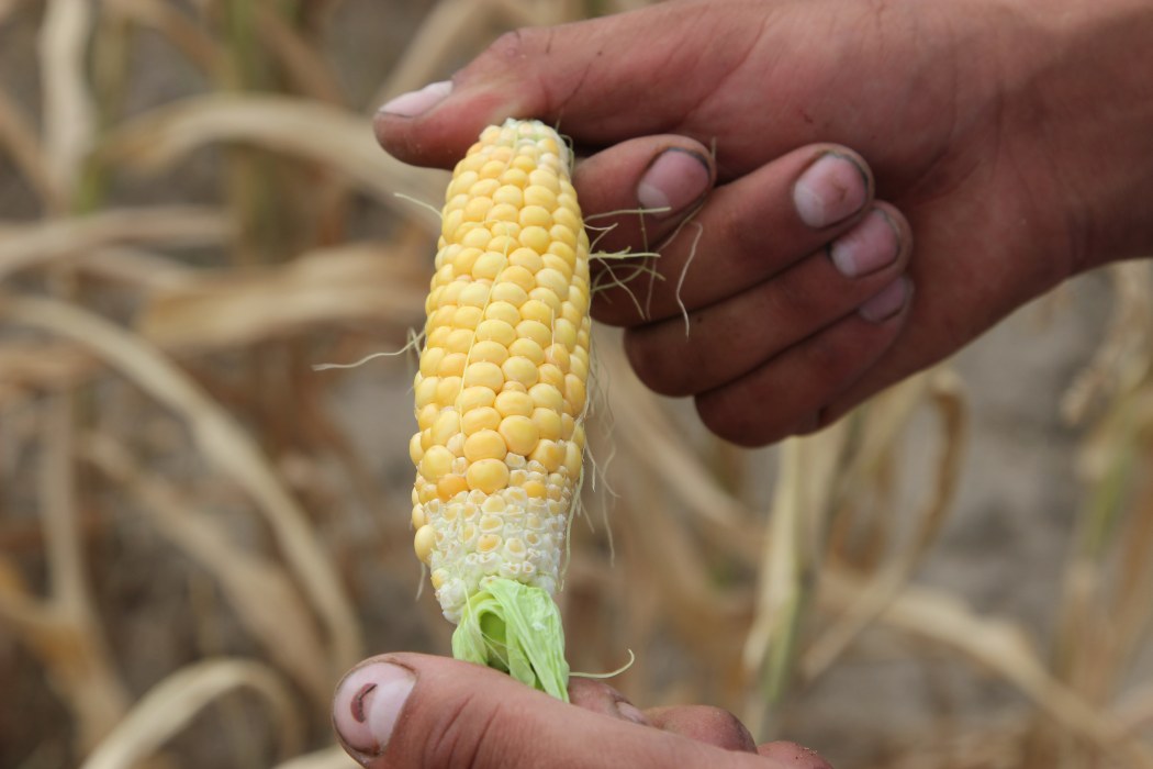 susza, straty, kukurydza, zboża jare, anomalie pogodowe, pogoda