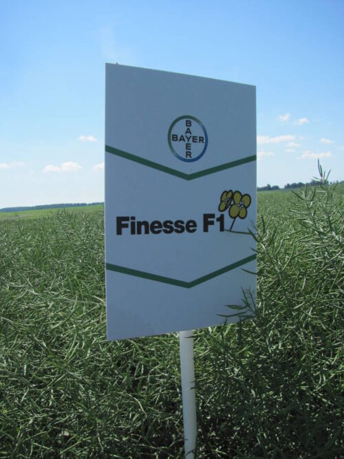 odmiany, heterozja, ród, linia, rzepak