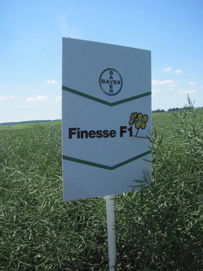 odmiany, heterozja, ród, linia, rzepak