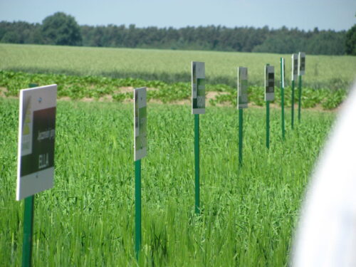 krajowy rejestr odmian, coboru, nowe odmiany jęczmienia jarego, nowe odmiany pszenicy jarej, nowe odmiany owsa