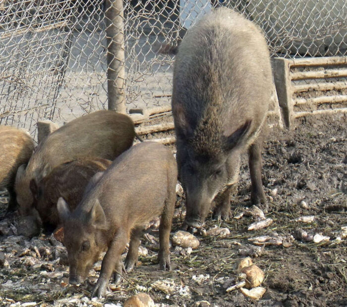 dziki, noktowizor, polowanie, asf