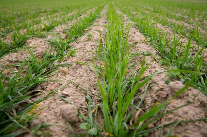 ziemia, grunty rolne, zakup ziemi, dzierżawa ziemi, ustawa o kształtowaniu ustroju rolnego, krir