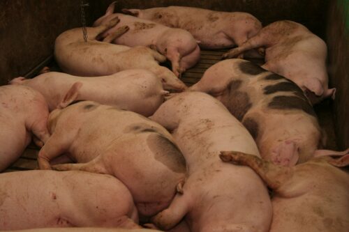 asf, Białoruś, Rosja, padłe świnie