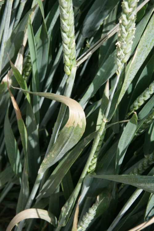 euronext w paryżu, cbot w chicago, notowania pszenicy, notowania kukurydzy