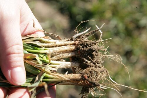 pszenica, wiosenne nawożenie, potas, magnez