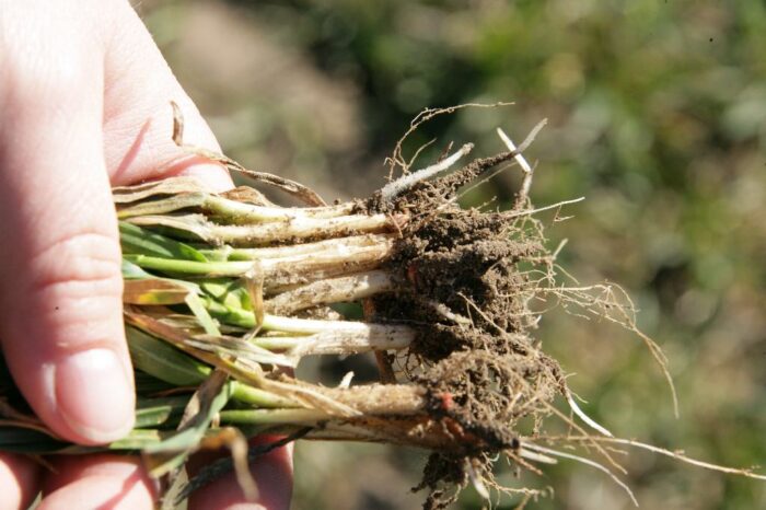 pszenica, wiosenne nawożenie, potas, magnez