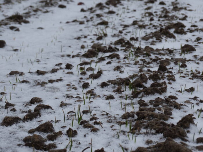 pszenica, późne siewy