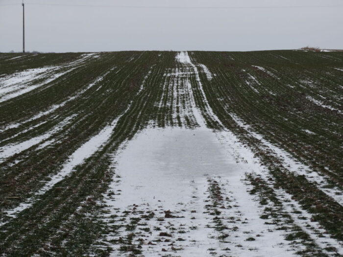 euronext w paryżu, cbot w chicago, notowania pszenicy, notowania kukurydzy