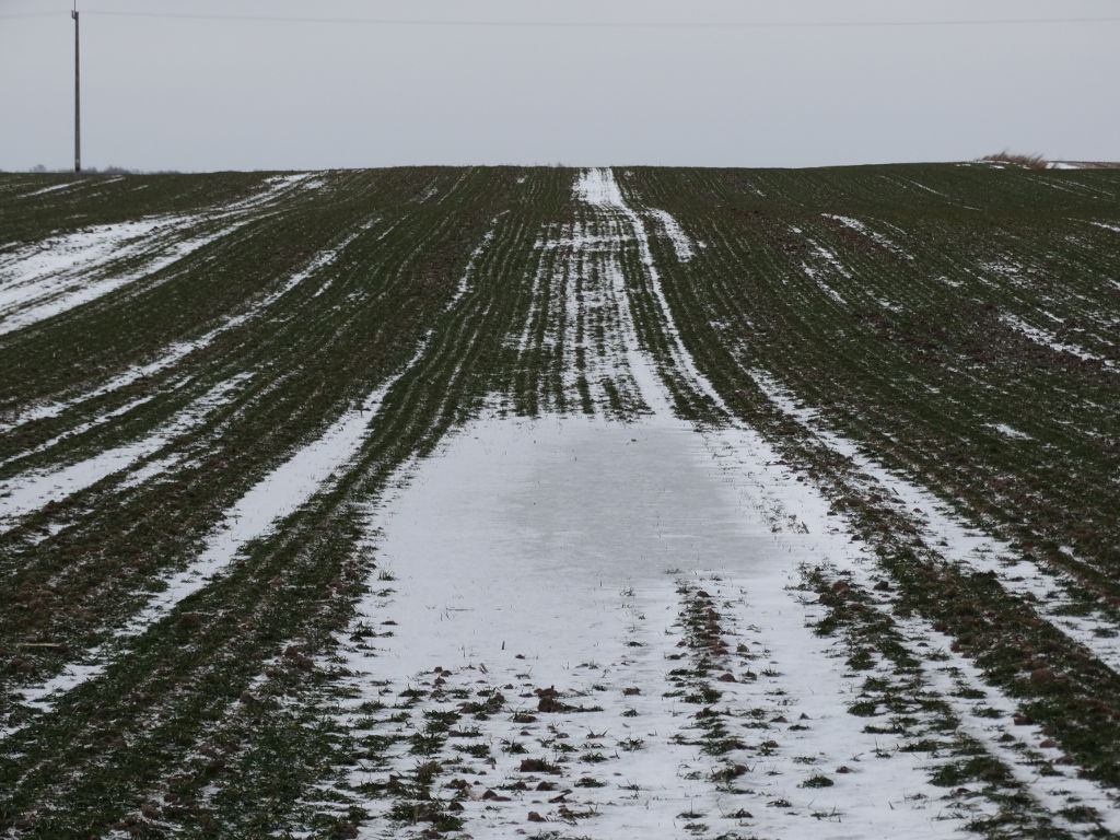 euronext w paryżu, cbot w chicago, notowania pszenicy, notowania kukurydzy