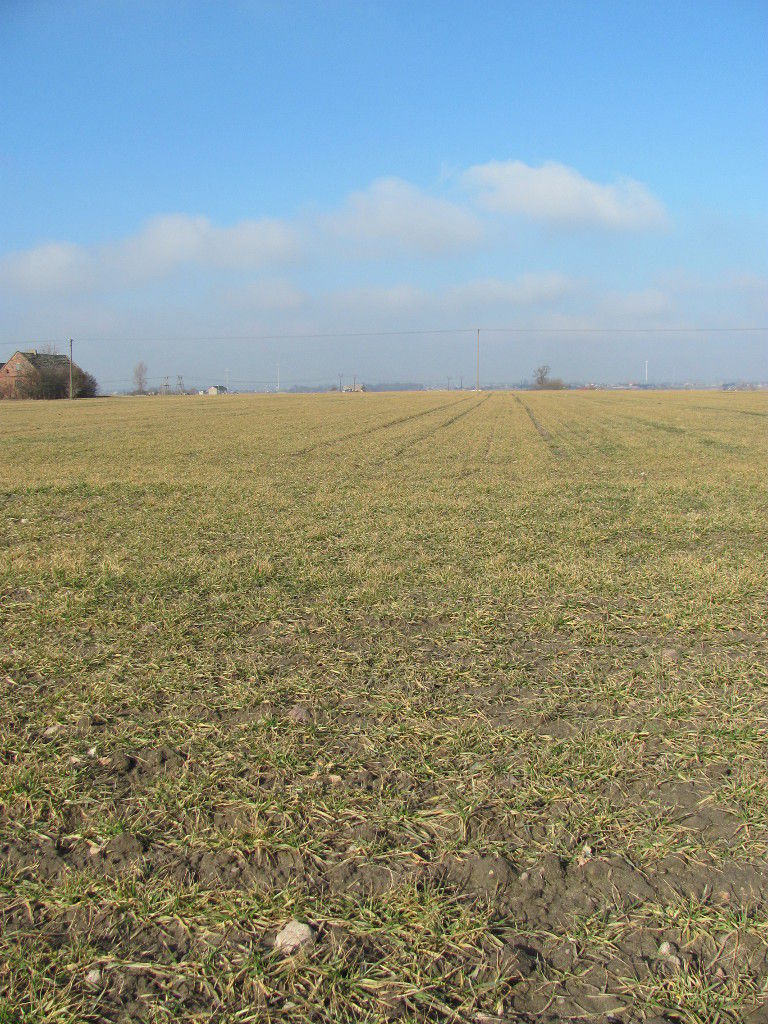 mróz, mrozoodporność odmian, pszenica