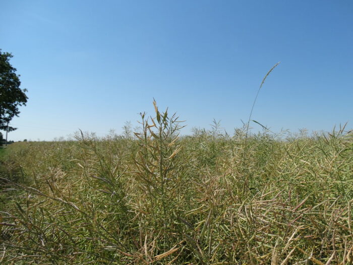 nowe odmiany, rzepak ozimy, rzepak jary, krajowy rejestr
