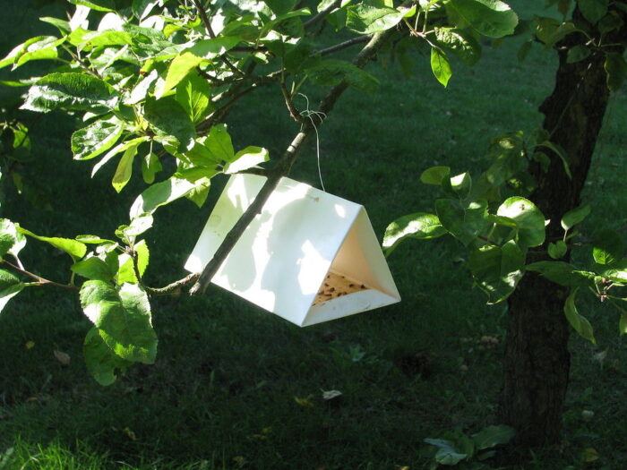 sady, owocówka południóweczka, pułapki feromonowe