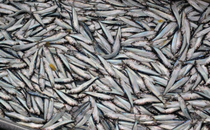 połowy na Zalewie Wiślanym, Okręgowy Inspektorat Rybołówstwa Morskiego w Gdyni, dorota mitros